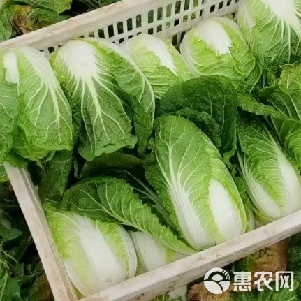 云南山地大白菜