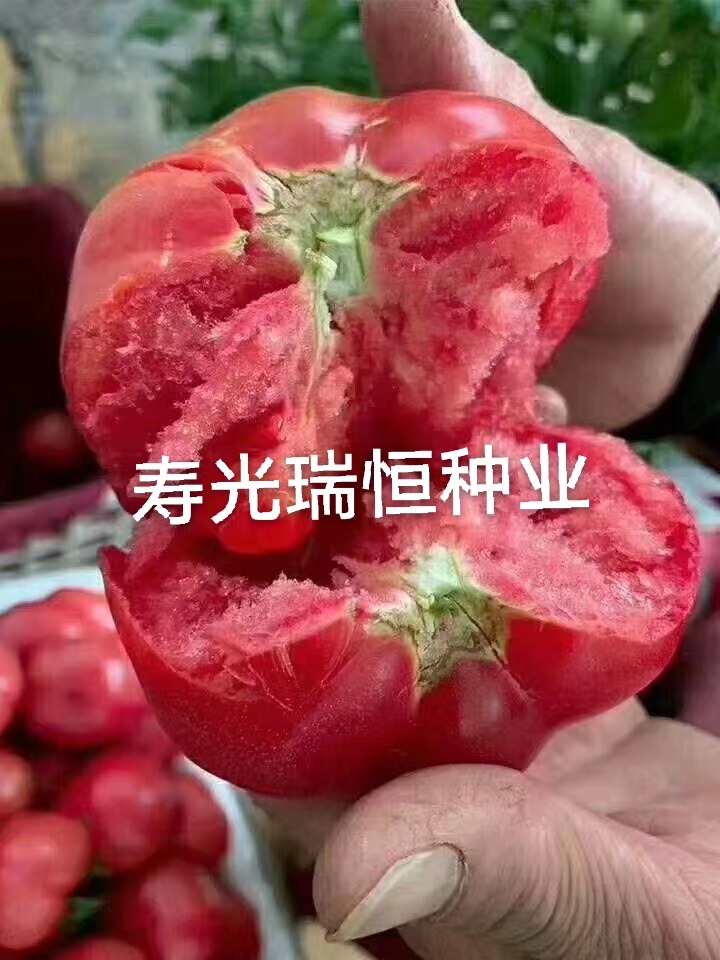 普羅旺斯西紅柿苗，口感好，沙瓤