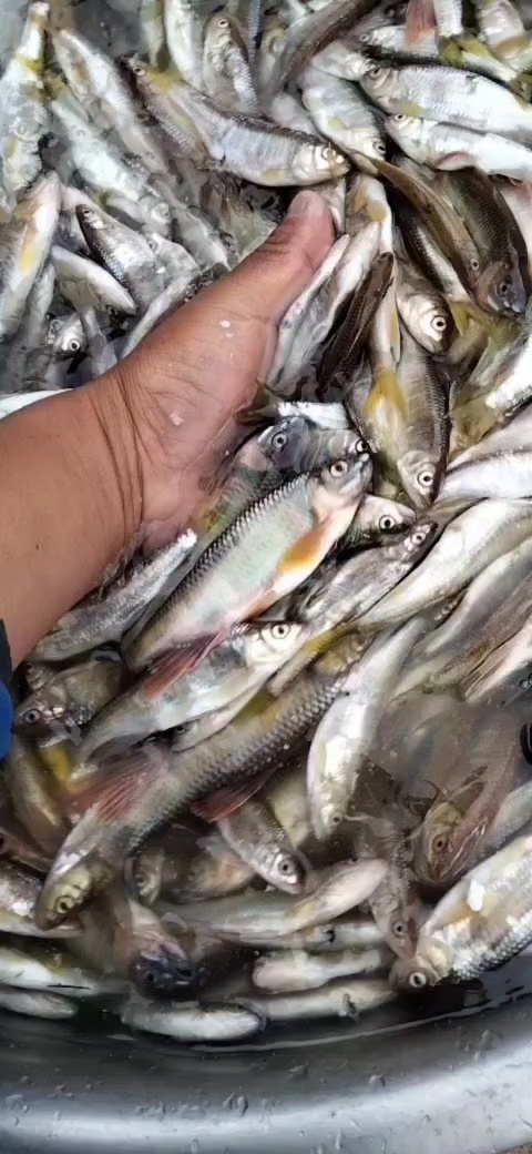 建平县高山冷水鱼大嘴那口小嘴马口桃花鱼