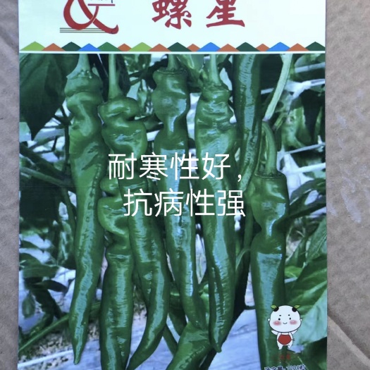 扶沟县螺星螺丝椒种子椒身螺旋状果实绿色连续坐果能力强囗感好