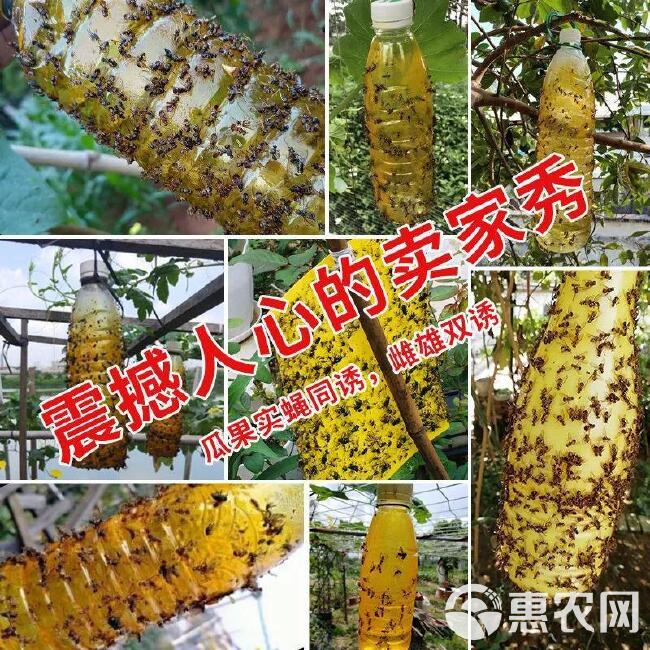 瓜果实蝇诱粘剂针蜂引诱诱捕器果树菜地害虫防治粘胶板