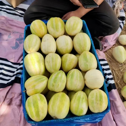 忻州甜瓜大量上市