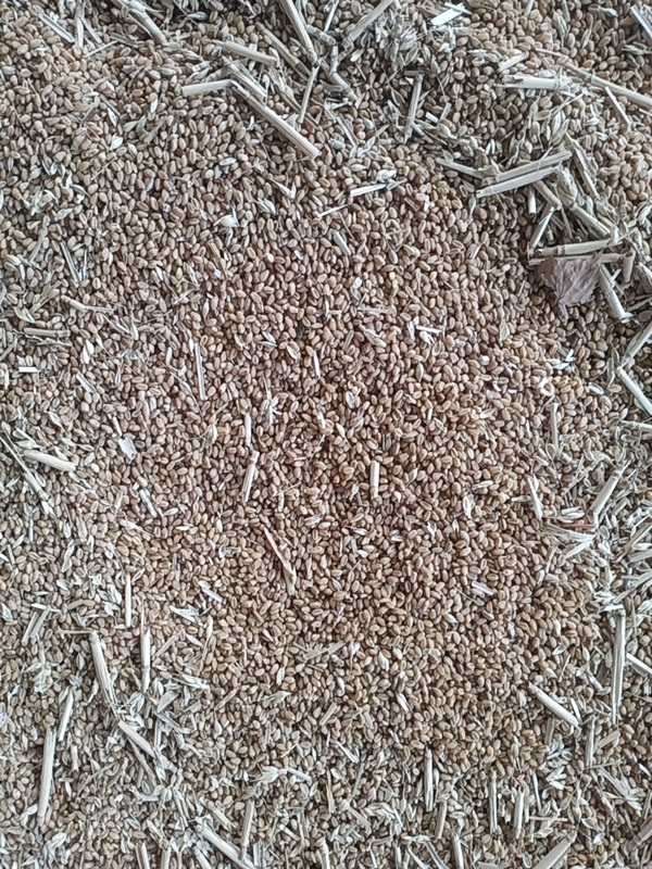 汝南县优质小麦大量供货