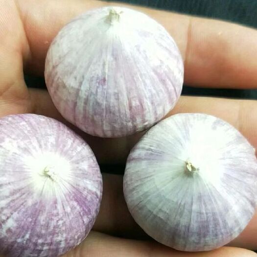 黑山县独头蒜
