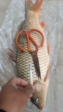 莘县精品饲料精养原塘鲤鱼