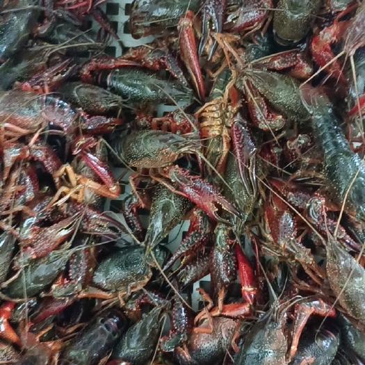 洪湖市湖北洪湖市小龙虾产地直发小中大青各种规格鲜活肥美精挑细选清水