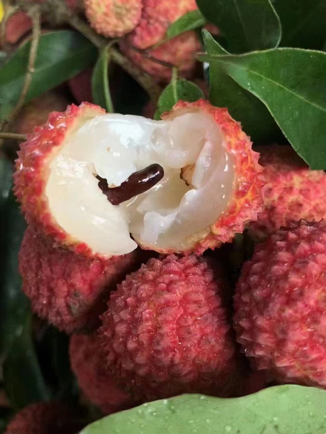 桂味