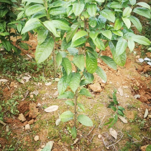 防城港防城金花茶树根系发达，植株健壮！花朵蜡质金黄雍容典雅！