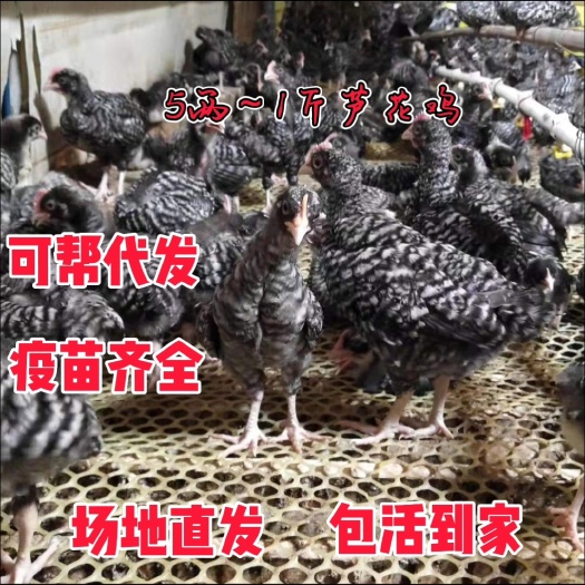 什邡市芦花鸡贵妃鸡苗脱温鸡苗