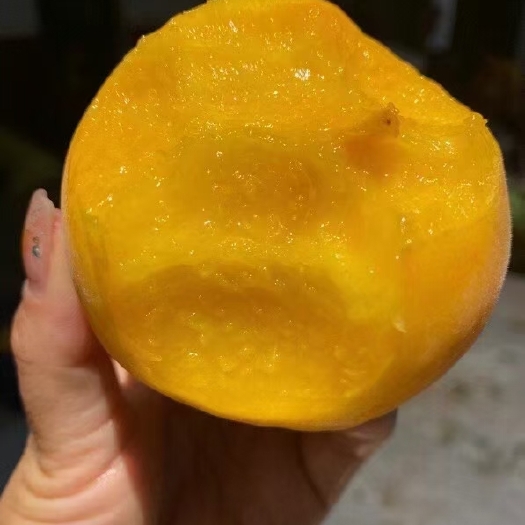 蒙阴县黄毛桃