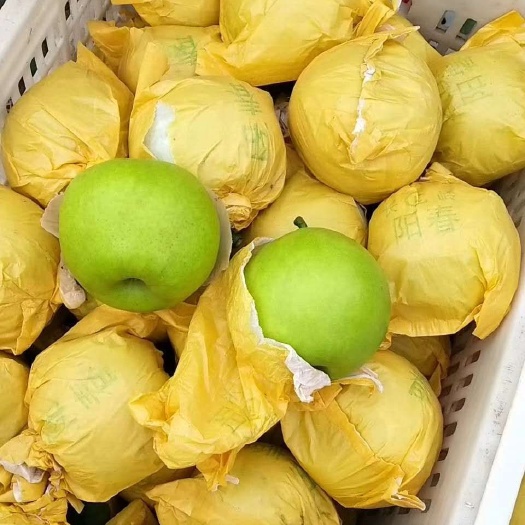 砀山酥脆一号大量上市,产地直供 诚信经营 专业代办 全国代发