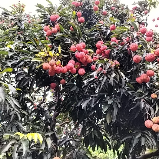 深圳荔枝