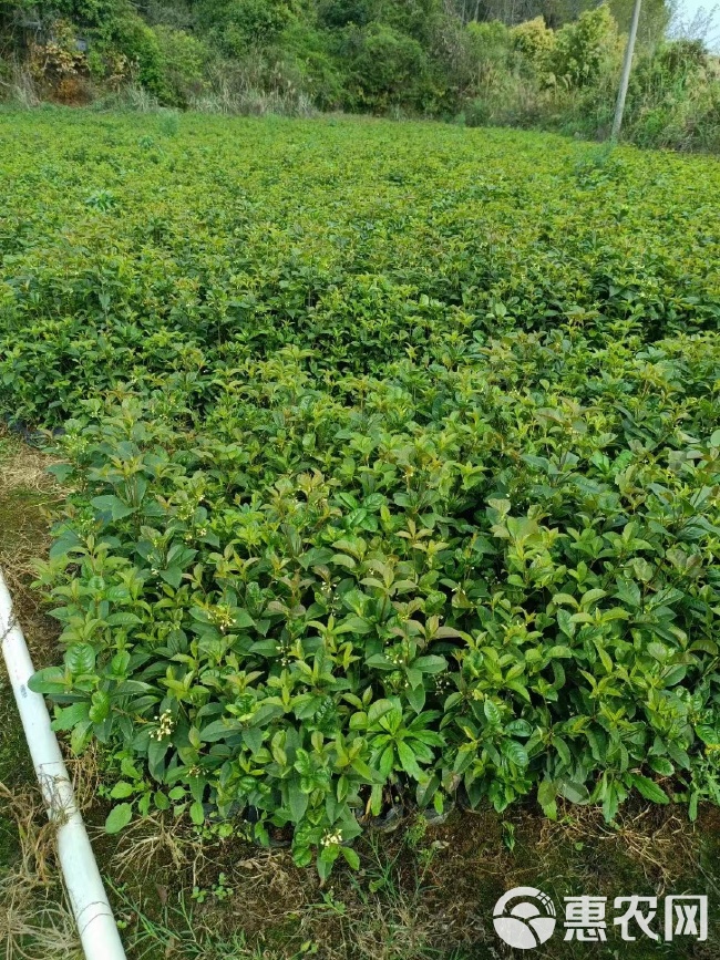 包邮优质四季桂花苗基地直发特香桂花树庭院别墅盆栽