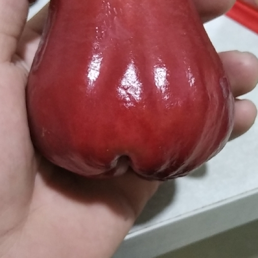 东山县黑珍珠黑金刚莲雾