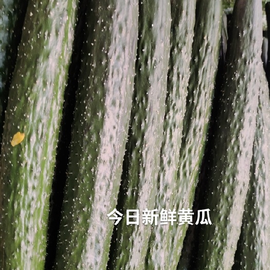 寻求酱菜加工厂