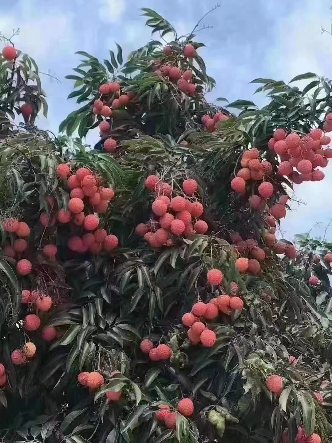 桂味