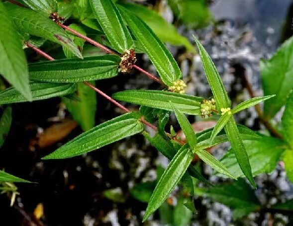 糯米草、糯米藤、糯米藤苗、红石藤、蔓苎麻、乌蛇草，可选规格