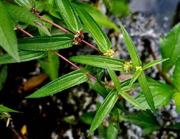 黎平县糯米草、糯米藤、糯米藤苗、红石藤、蔓苎麻、乌蛇草，可选规格