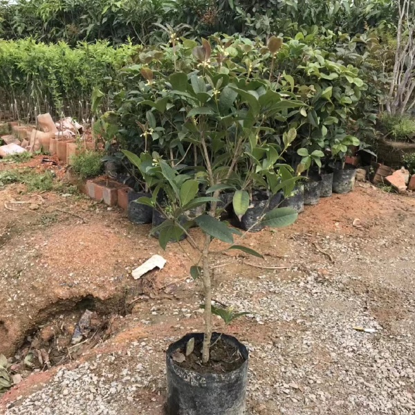 包邮优质四季桂花苗基地直发特香桂花树庭院别墅盆栽