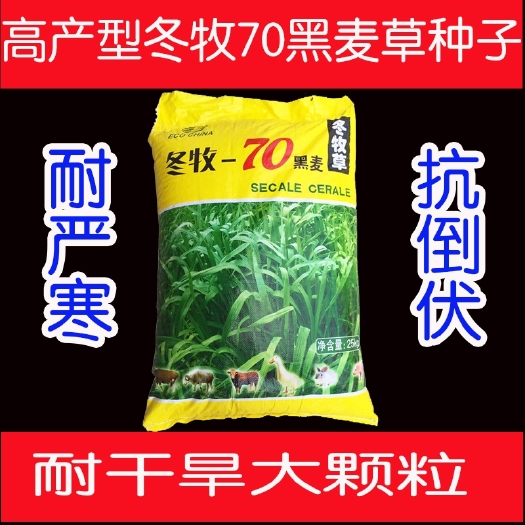 杭州进 口四倍体黑麦草种子多年生四季高产高丹草牛羊牧草苏丹草种籽