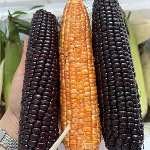 德清县水果玉米