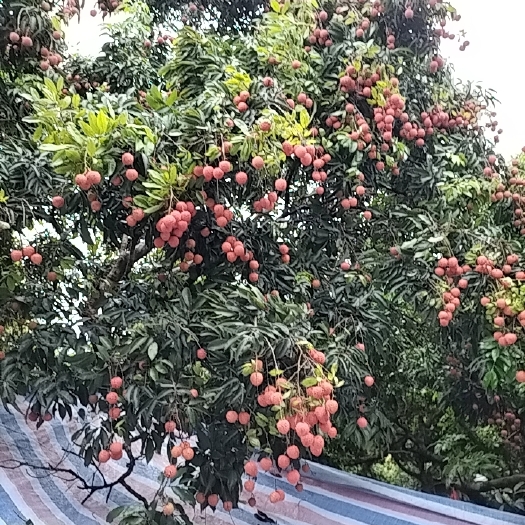 深圳桂味
