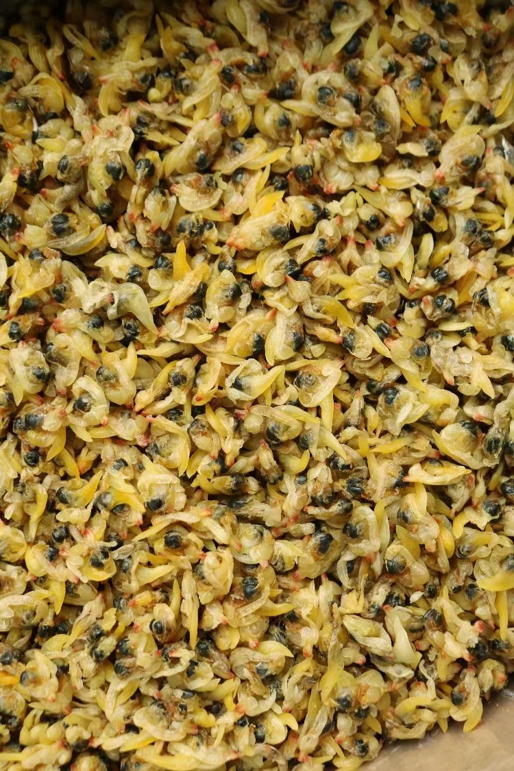 汕头蛤蜊干肉1斤装黄蚬子干无沙免洗即食海鲜干货水产花甲肉包邮特产