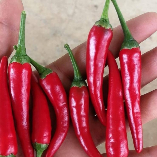 商丘艳红小米椒，产地现摘发货，辣味十足