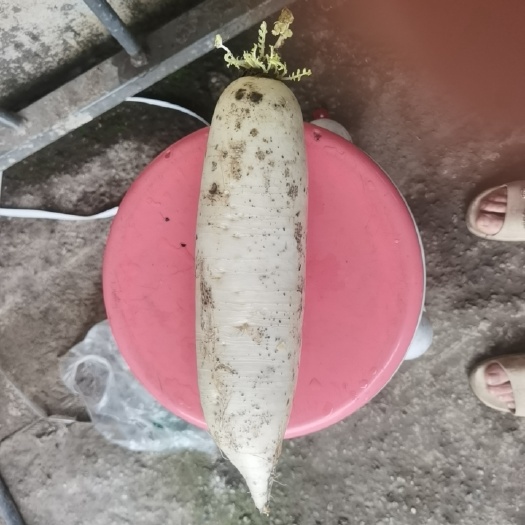 湄潭县没打农药白萝卜