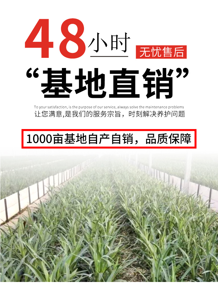云南直发康乃馨花苗鲜花盆栽四季开花易活花卉阳台植物
