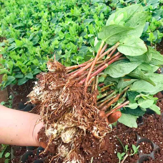 昆明云南昆明斗南基地相思豆火龙珠花小苗红色粉色绿白果色盆栽花卉