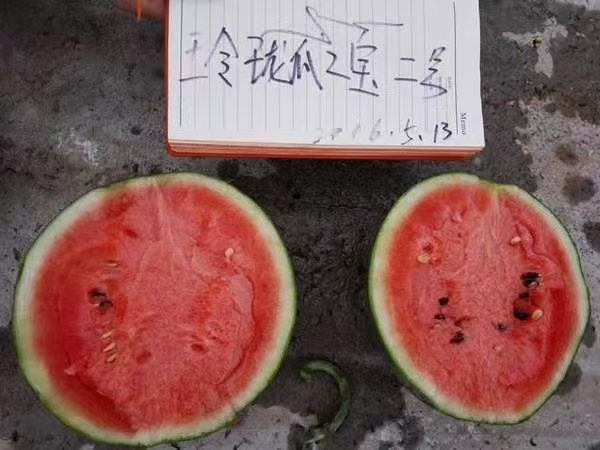 玲珑瓜之宝2号小礼品西瓜种子早熟皮薄而硬韧不裂果囗感好