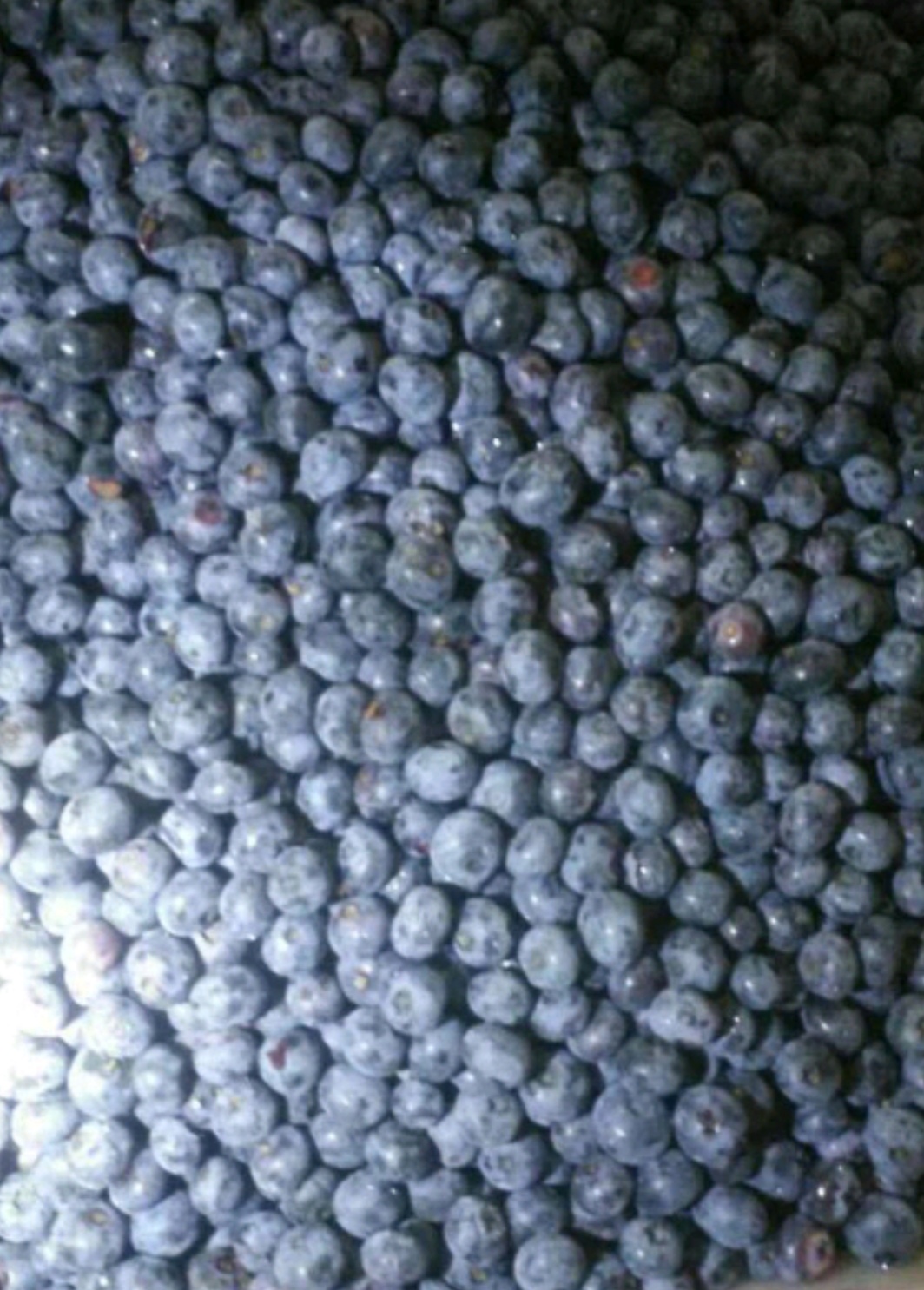 庄河市速冻蓝莓  适用于果汁 果酱果酒等 欢迎各位老板洽谈合作