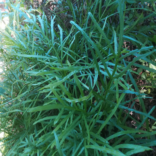 内江凤尾草  中草药凤尾草