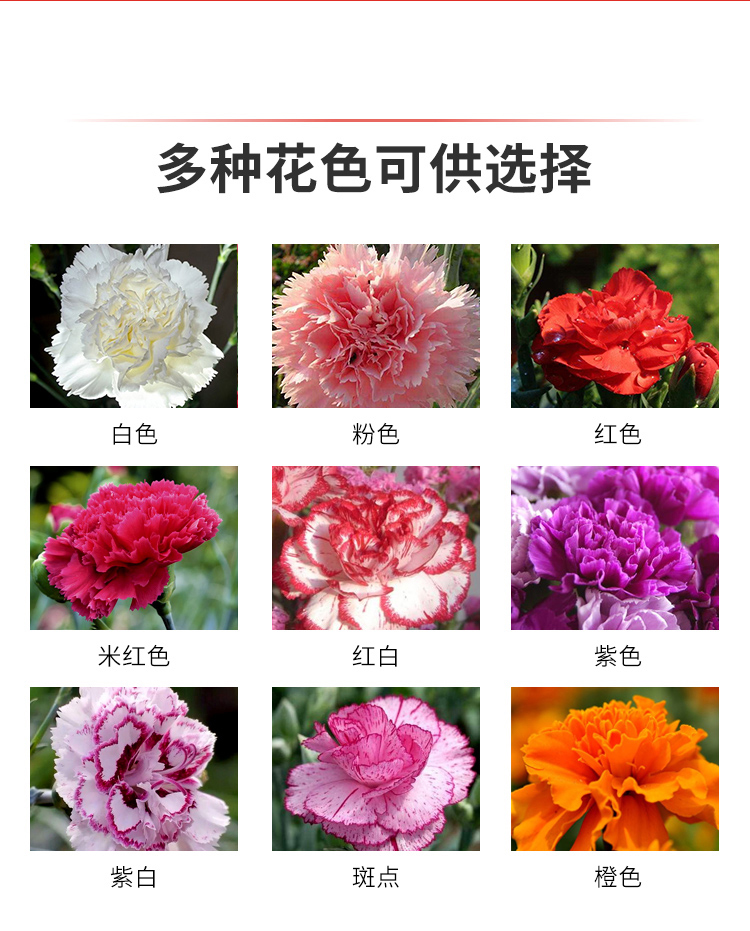 云南直发康乃馨花苗鲜花盆栽四季开花易活花卉阳台植物