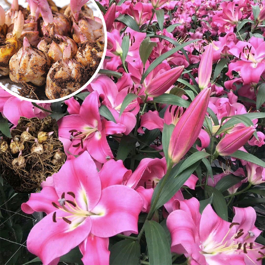 昆明荷兰香水百合种球带芽绿植盆栽花卉种子室内外阳台种植白色鲜切花