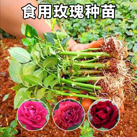昆明昆明基地食用玫瑰花苗平阴玫瑰滇红金边墨红大马士革小苗盆栽花卉