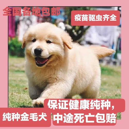 济南纯种金毛幼犬，保证健康，疫苗驱虫齐全，全国各地包邮发货