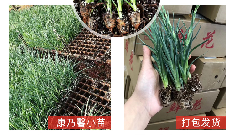 云南直发康乃馨花苗鲜花盆栽四季开花易活花卉阳台植物