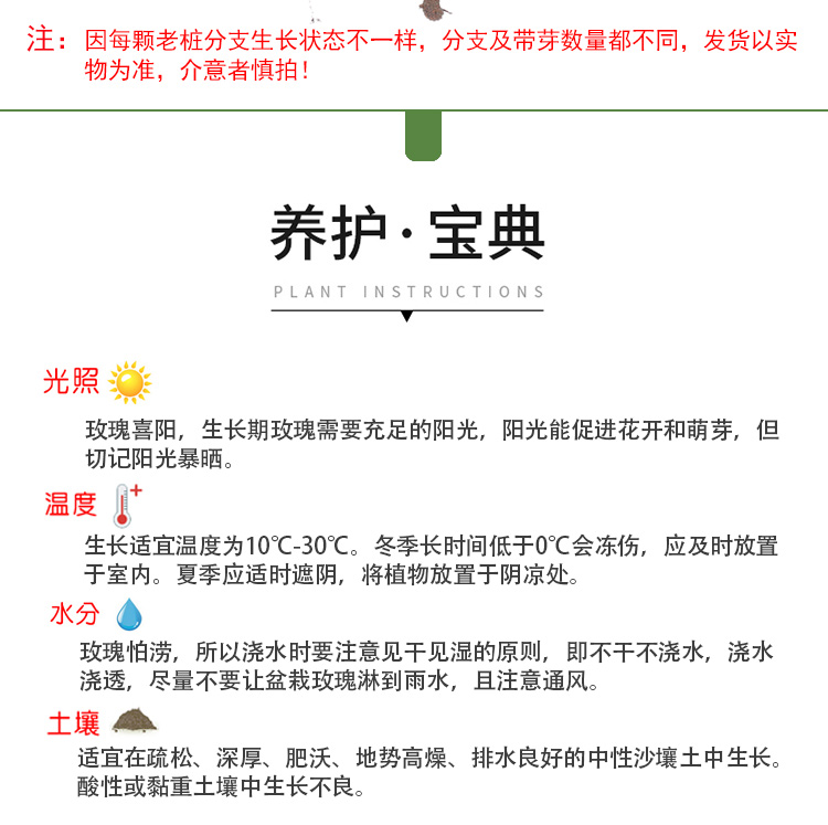 玫瑰老桩花苗四季开花盆栽花卉植物月季花玫瑰花树苗蔷薇花苗爬藤