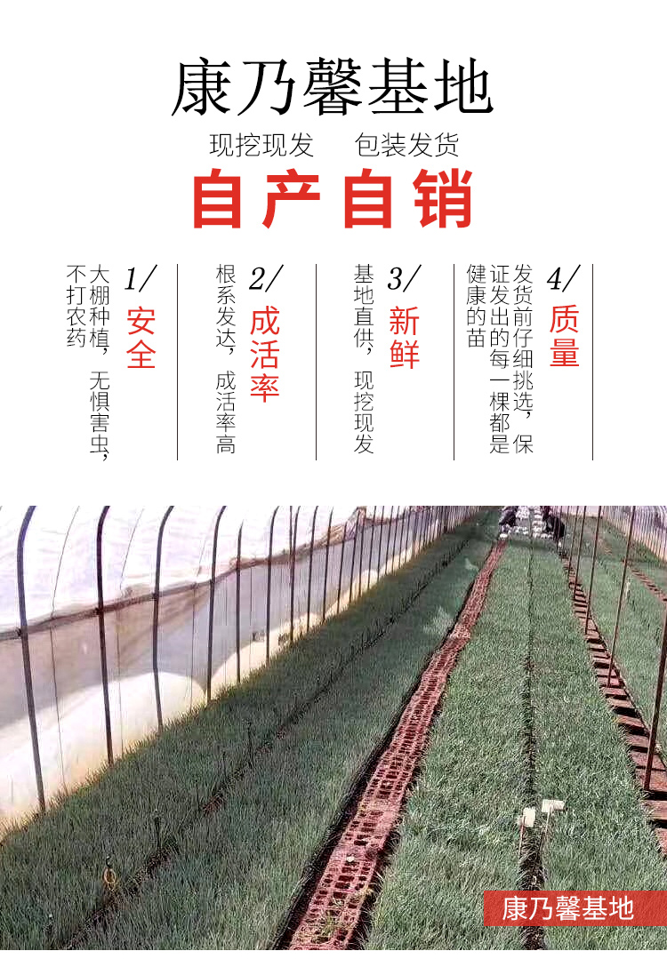 云南直发康乃馨花苗鲜花盆栽四季开花易活花卉阳台植物