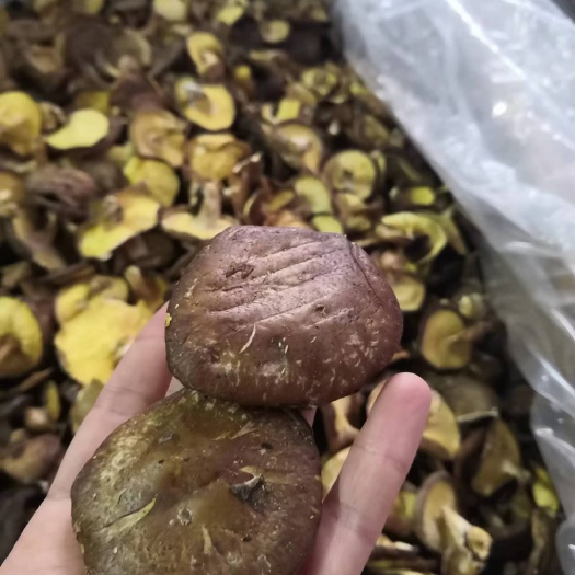 梧州香菇椴木香菇1号薄香菇干香菇