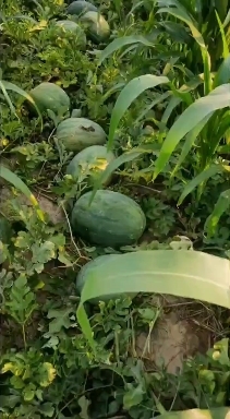 滑县龙卷风西瓜