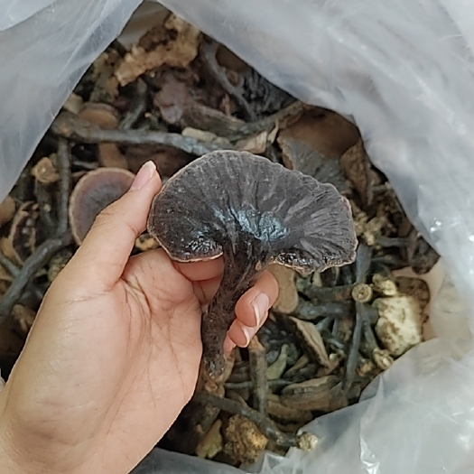 梧州灵芝香味浓贵州深山灵芝