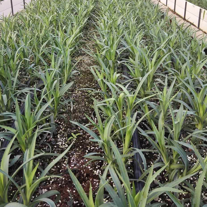 云南直发康乃馨花苗鲜花盆栽四季开花易活花卉阳台植物