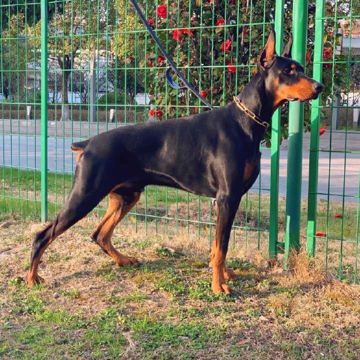 济南纯种德系幼犬杜宾犬，疫苗驱虫齐全，