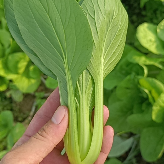 广州小白菜