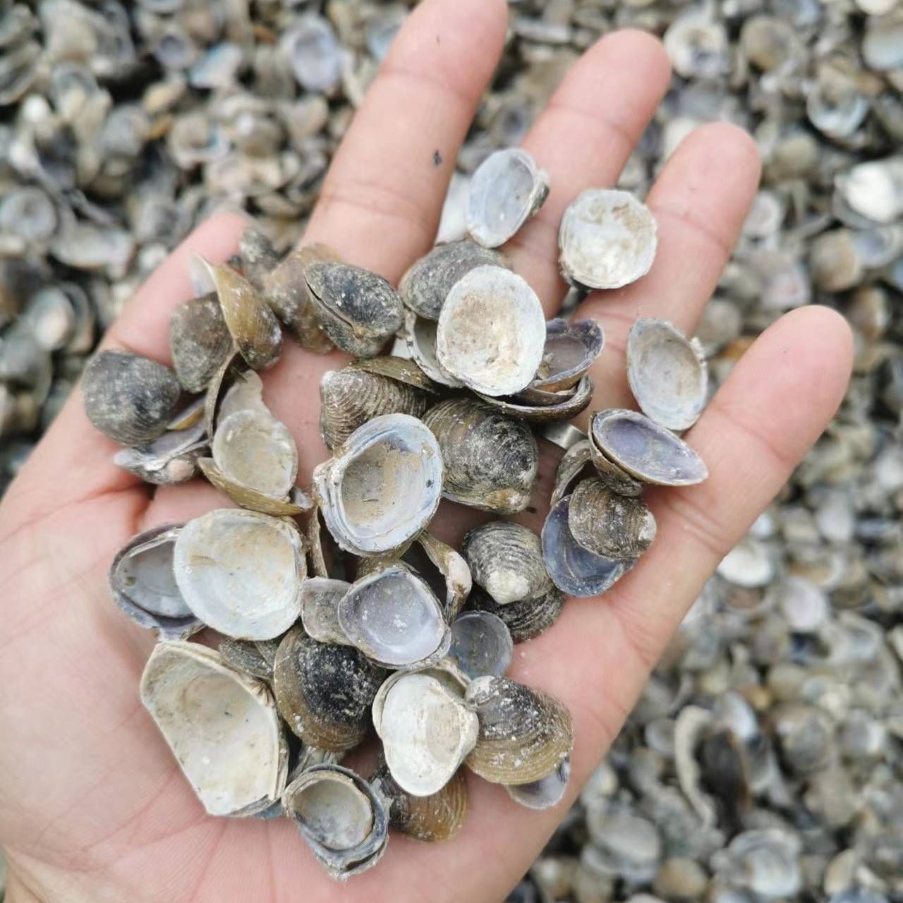 北海江蚬子壳，河蚬子壳，饲料蚬子壳，干贝壳，贝壳粉
