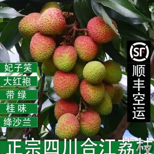 合江县妃子笑，大红袍，降砂兰，带绿