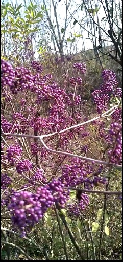 西平縣杜虹花樹